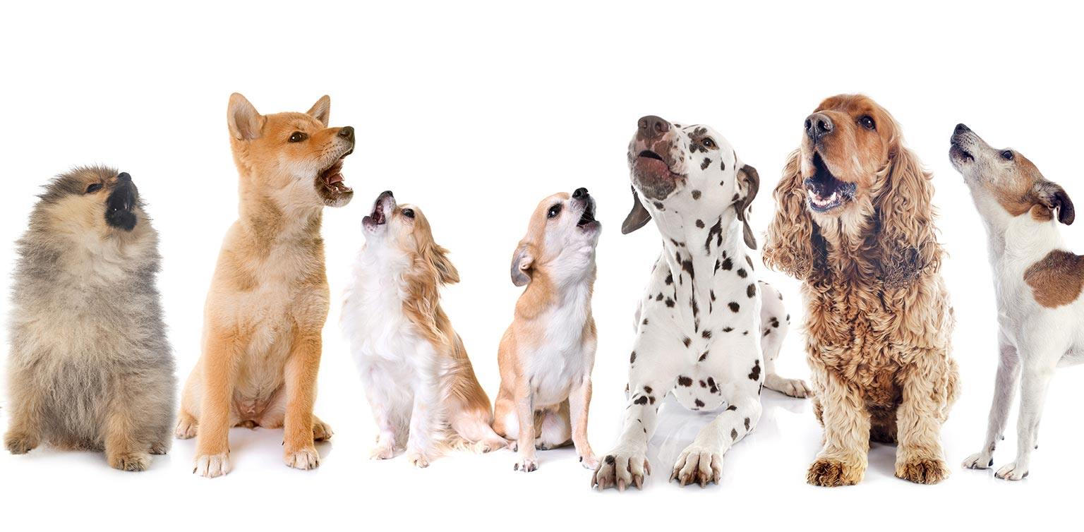 An photo of 7 puppies of different breeds howling in unison