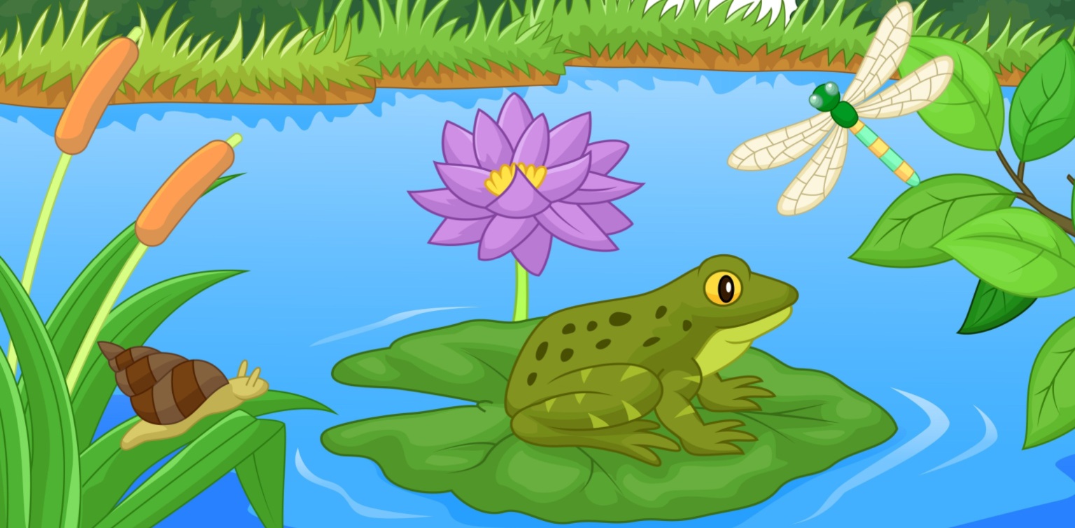 A colorful illustration of a frog on a lily pad in a lake with a dragonfly and snail