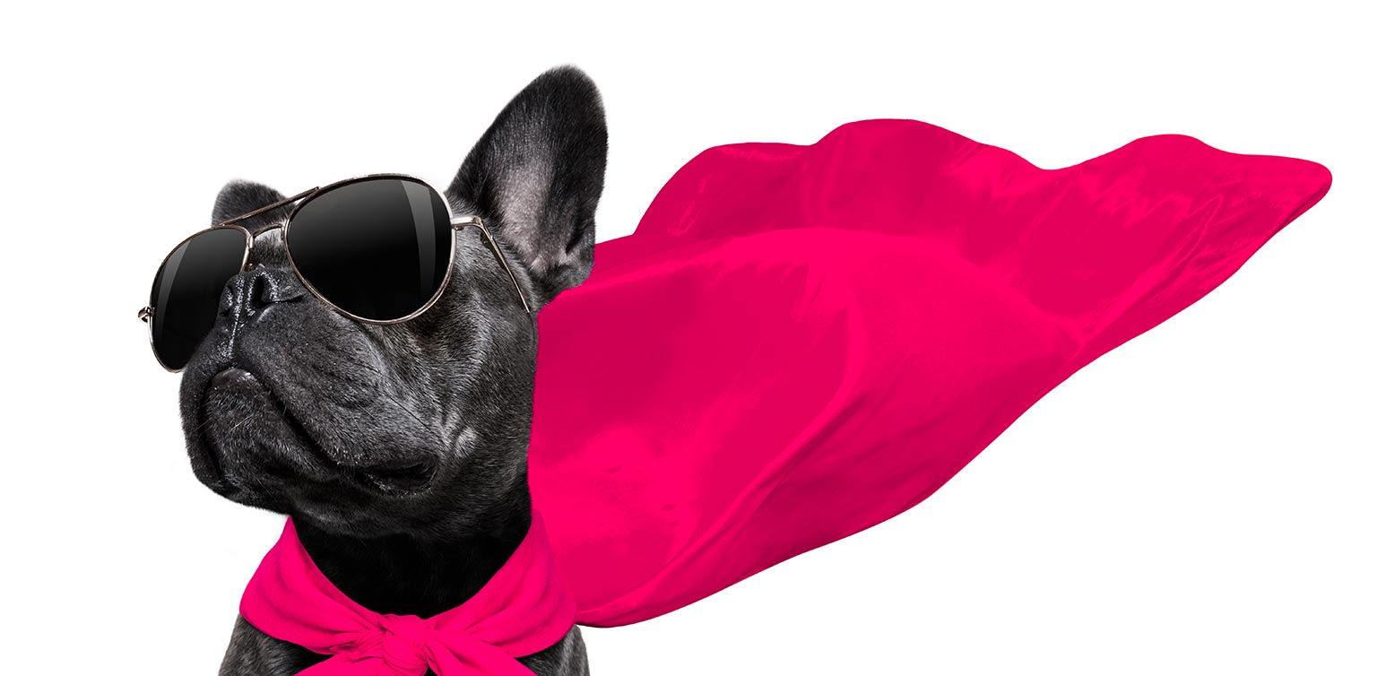 A photo of a super cool French bulldog wearing shades with a pink cloak around it’s neck isolated on a white background