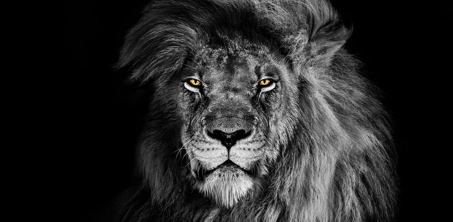 A portrait image of a male lion with a huge mane in black and white with bright yellow eyes isolated on a black background